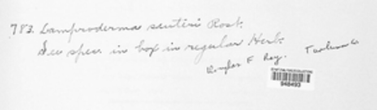 Lamproderma sauteri image